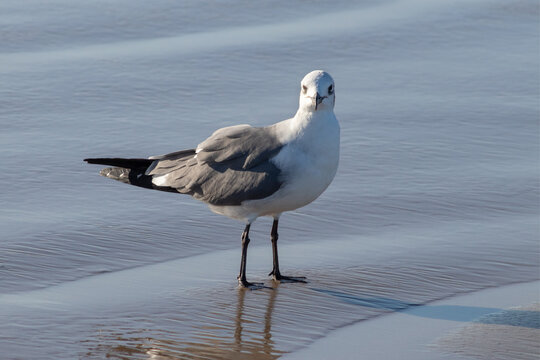 Gaviota parada a la orilla del mar