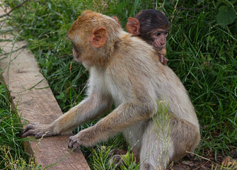 Affenmutter und Kind