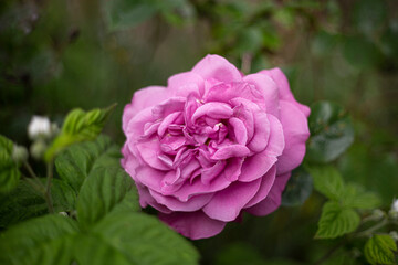 An isolated view of a single bright pink, fully opened, rose with a soft focus background of green leaves