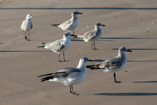 Gaviotas en la playa