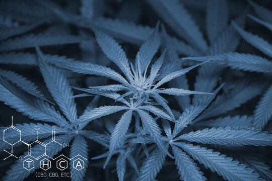 Tetrahydrocannabinolic acid (THCA, 2-COOH-THC) Mainstreaming alternative and complementary medicine, Young cannabis flowering indoor plant