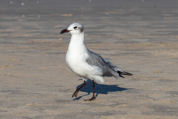 Gaviota caminando en la playa