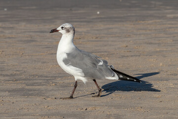 Gaviota caminando en la playa