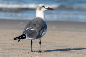Gaviota parada frente al mar