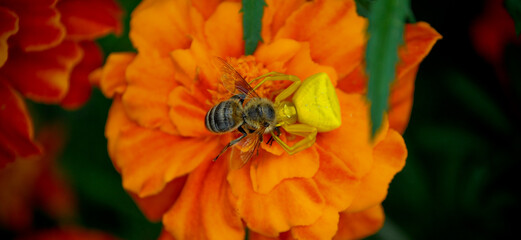 Spider eating a bee, bee, predator
spider has caught and is eating a bee