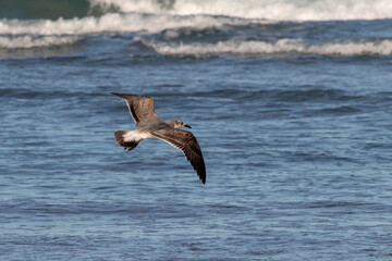 Gaviota volando sobre la playa
