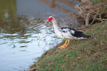 Pato Silvestre