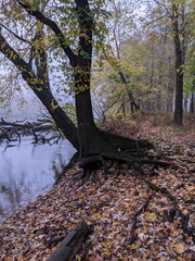 River in the woods with trees in Autumn