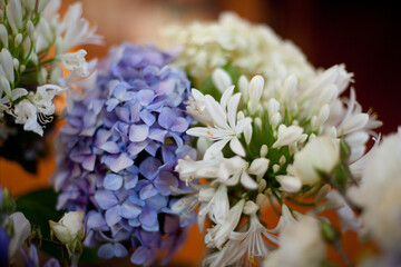 Detail of a blue Hydrangea flower