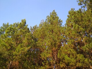 Fototapeta na wymiar pine trees in the morning
