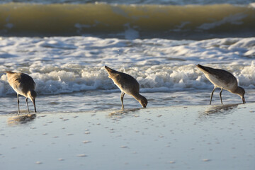 Three Sandpipers looking for food on along Clearwater beach in Tampa Florida in late afternoon. Copy space.