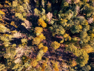 Wald von oben