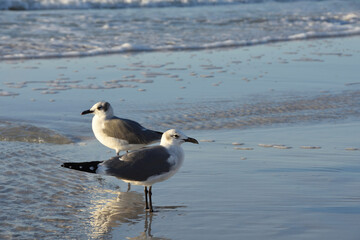 Two Seagulls on the beach looking at different direction. Copy space.