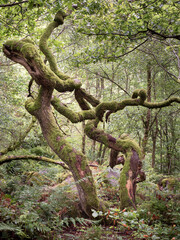twisted trees covered in moss in the woodland 