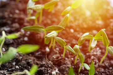 green sprout seedlings. spring season. plant cultivation and agricultural concept