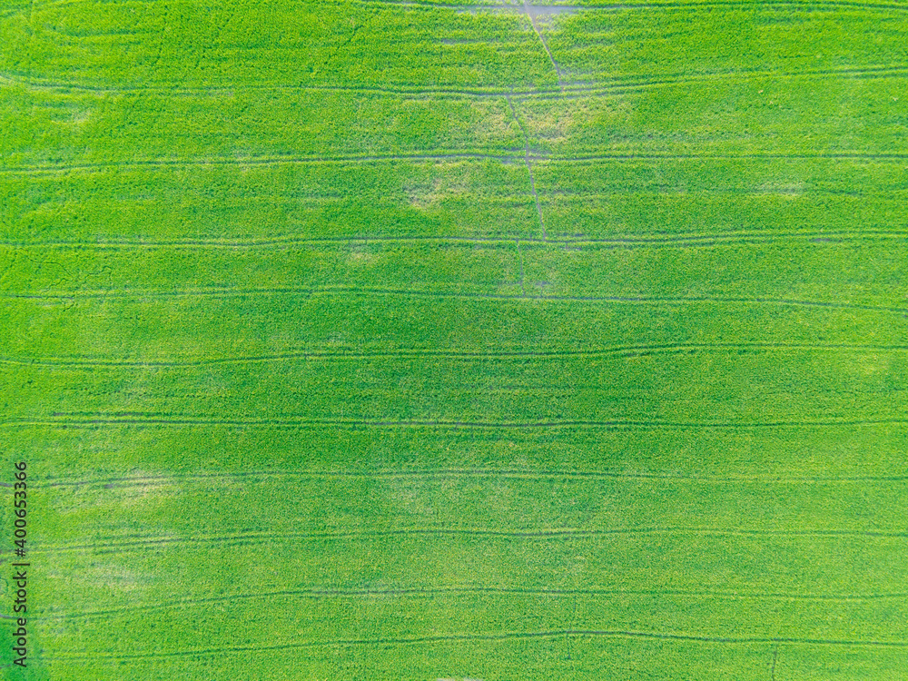 Wall mural Aerial view of rice field top view or birdeyes view shot.