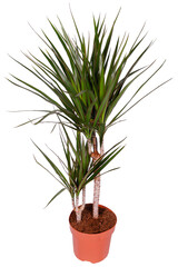 Dracaena in a pot isolated.