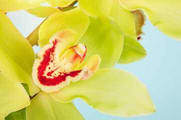 Banner with green orchid cymbidium for design