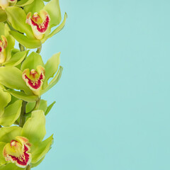 Banner with green orchid cymbidium for design