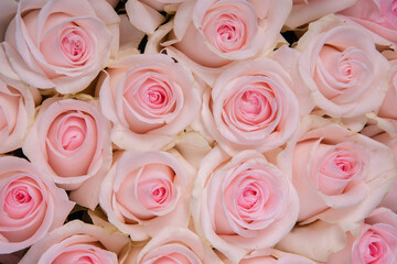 beautiful background pink roses