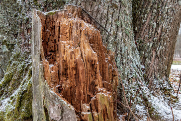 A rotten, broken tree that has snowed