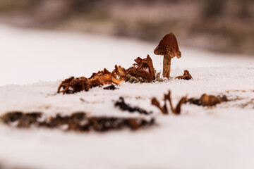 Snowy strain with brown mushrooms
