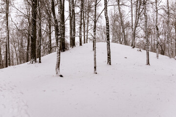 Snowy hill in the park. Snowy tree trunks.