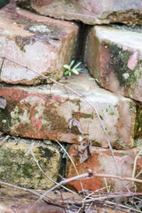 Antique bricks, overgrown in the middle of nowhere