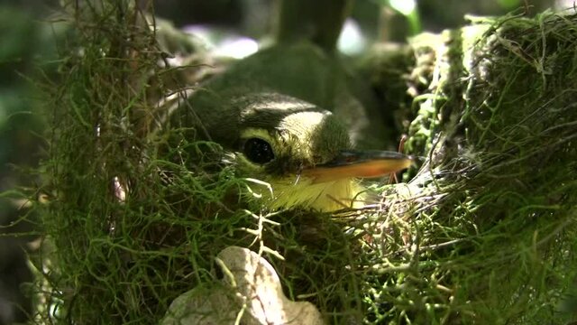 マダガスカル