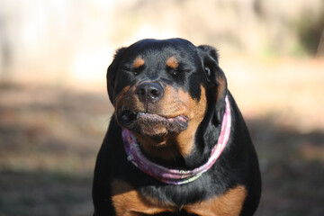 Obraz premium Rottweiler teenage puppy enjoying the outdoors
