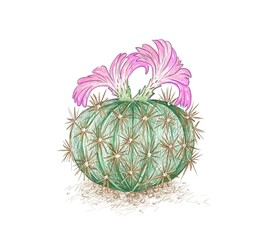 Illustration Hand Drawn Sketch of Acanthocalycium Cactus with Pink Flower.
