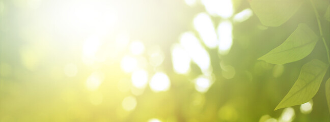 Green light leaves blurred and blur natural abstract. Effect sunlight  soft bright shiny style ...