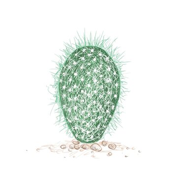 Illustration Hand Drawn Sketch of Cephalocereus Senilis, Espostoa and Old Man Cactus for Garden Decoration.
