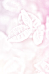 White Purple and pink light leaves blurred and blur natural abstract. Blurry morning . For wallpaper backdrop and background.
