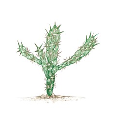 Illustration Hand Drawn Sketch of Cylindropuntia or Chollas Cactus for Garden Decoration.

