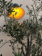 olive tree