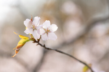 桜