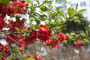close up Chaenomeles speciosa