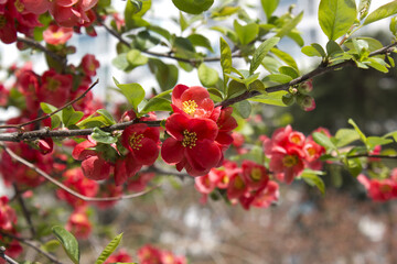 Obraz premium close up Chaenomeles speciosa