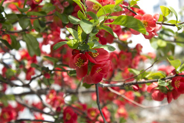 close up Chaenomeles speciosa