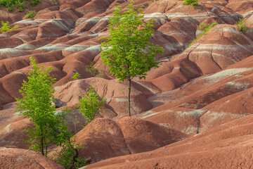 The Cheltenham Badlands in Caledon in summer, Ontarion, Canada, a small example of badlands formation.  - obrazy, fototapety, plakaty