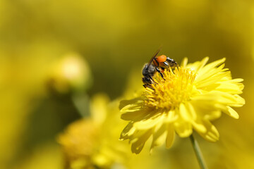 Bees find nectar in the morning on a yellow flower.