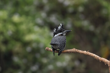 Crested kingfisher :Very Large black and white kingfisher perching on branch with nature background