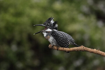 Crested kingfisher :Very Large black and white kingfisher perching on branch with nature background
