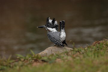 Crested kingfisher :Very Large black and white kingfisher perching on branch with nature background