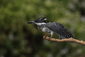 Crested kingfisher :Very Large black and white kingfisher perching on branch with nature background