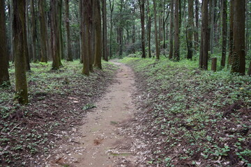 遊歩道 森林公園