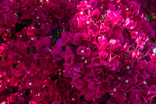 A red violet Bougainvillea flower in Palm Springs, California