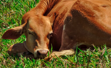 Close-up of a lovely and cute brazilian brown baby cow lying on green grass in Joanopolis, countryside of Brazil 