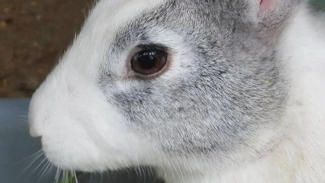 Close up of cute rabbit feeding on vegetable. Gimbal shot
